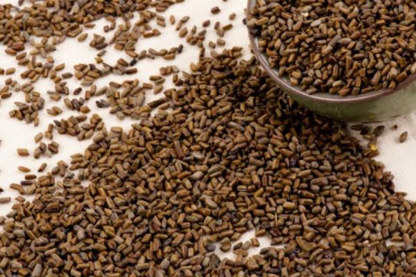 2018種決明子賺錢嗎?決明子種植的利潤與投資成本及前景預(yù)測