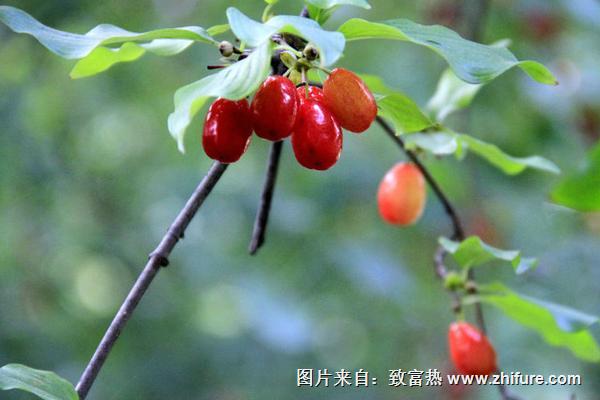 2018種山茱萸賺錢(qián)嗎?山茱萸種植的利潤(rùn)與投資成本及前景預(yù)測(cè)