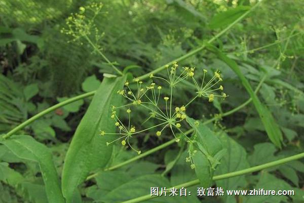 2018種柴胡賺錢嗎？柴胡種植的利潤與投資成本及前景預(yù)測