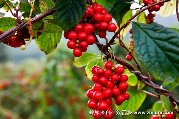 2018種五味子賺錢(qián)嗎？五味子種植的利潤(rùn)與投資成本及前景預(yù)測(cè)