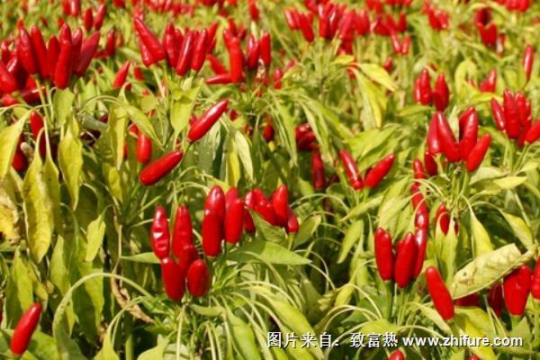 朝天椒畝產(chǎn)多少斤