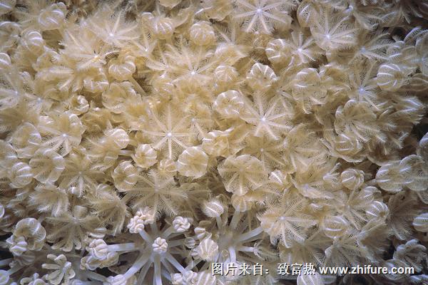 2018種豬苓賺錢嗎？豬苓種植的利潤與投資成本及前景預測