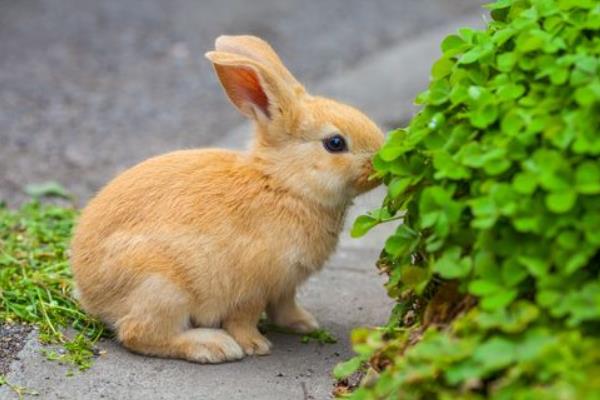 養100只肉兔能賺多少錢?養肉兔的成本和利潤