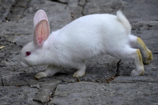 養100只肉兔能賺多少錢?養肉兔的成本和利潤