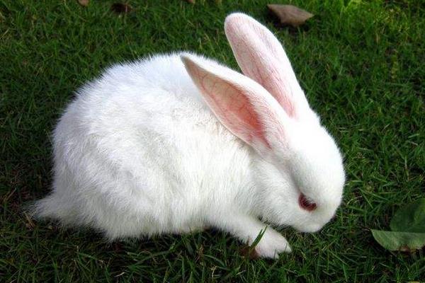 養100只肉兔能賺多少錢?養肉兔的成本和利潤