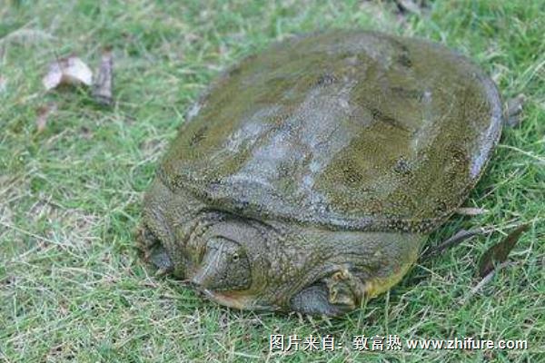 稻田養甲魚技術