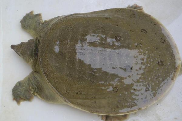 稻田養(yǎng)甲魚技術(shù)