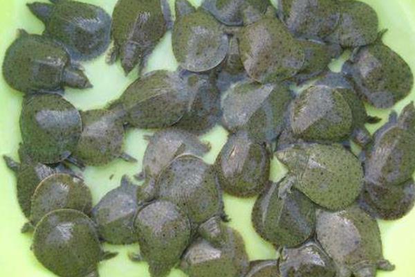 稻田養(yǎng)甲魚技術(shù)