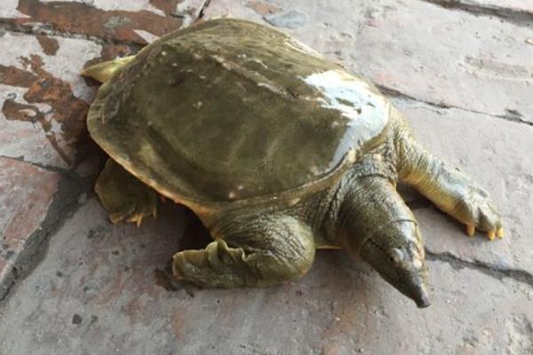 稻田養(yǎng)甲魚技術(shù)