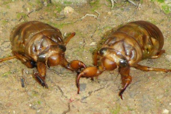 金蟬是知了嗎 金蟬的營養價值