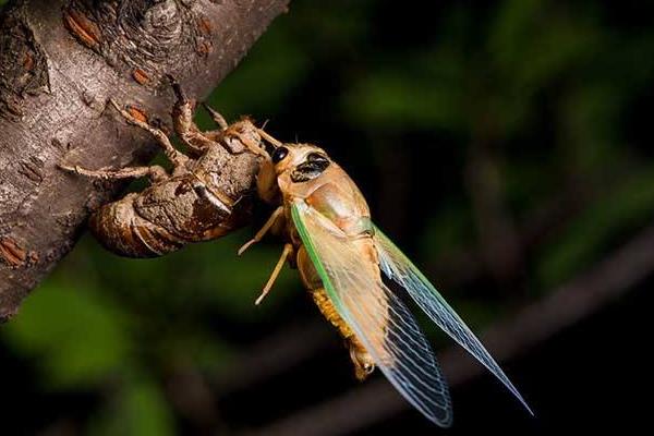 金蟬是知了嗎 金蟬的營養價值