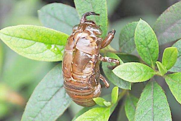 金蟬是知了嗎 金蟬的營養價值
