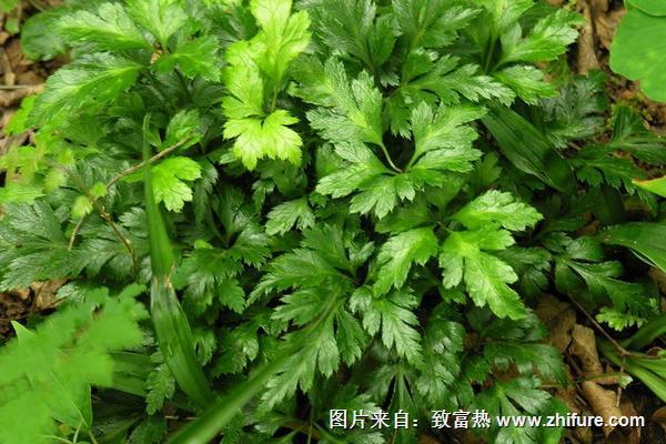 2018種黃連賺錢嗎?黃連種植的利潤與投資成本及前景預測