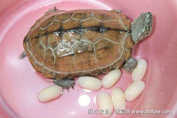 烏龜蛋多少錢一斤？