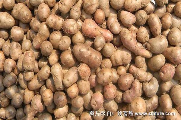 山藥豆的做法大全