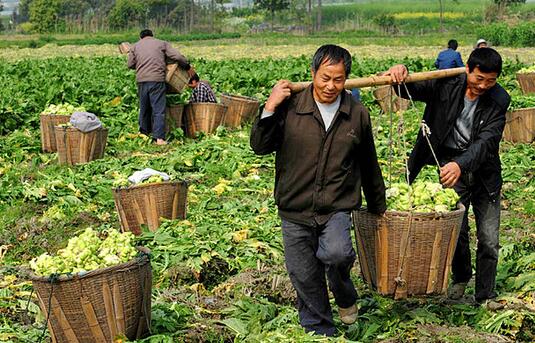 2017種榨菜賺錢嗎？