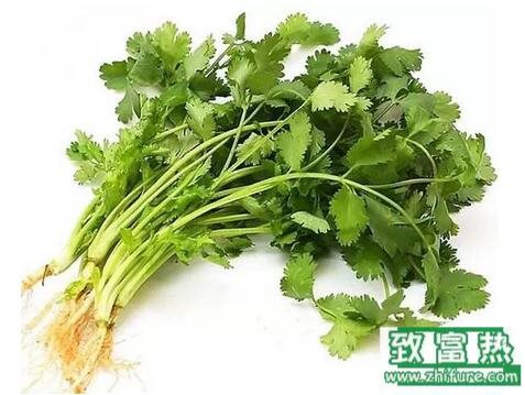 2017種香菜賺錢嗎？2017種香菜前景及市場價格行情分析