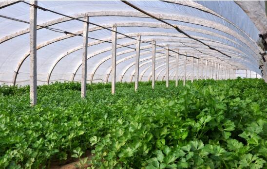 2017種香菜賺錢嗎？