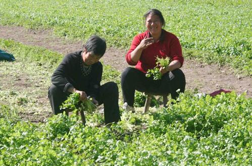2017種植香菜的前景和市場價格行情