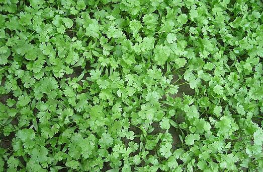 香菜的種植技術