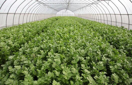 2017種芹菜賺錢嗎？