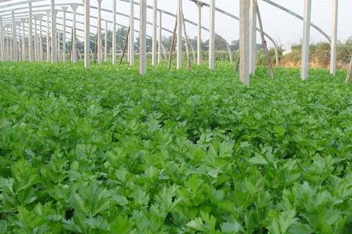 芹菜的種植技術