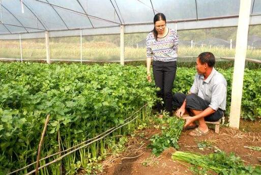 2017種植芹菜的前景和市場價格行情