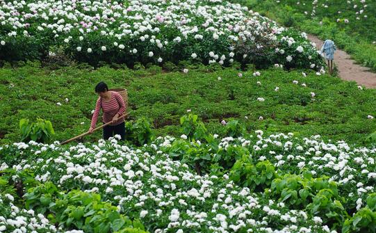 2017種白芍賺錢嗎?