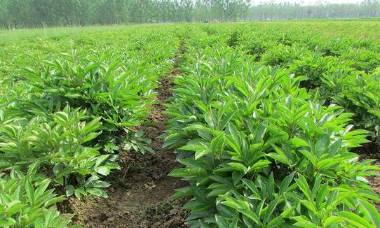 白芍的種植技術