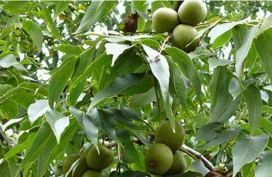 2017種核桃賺錢嗎?