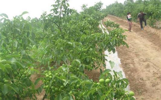 核桃的營養價值與功效