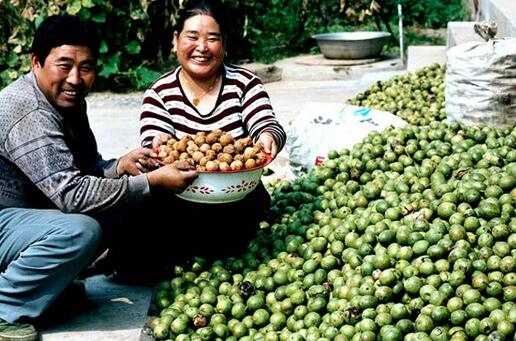 2017種植核桃的前景和市場價格行情