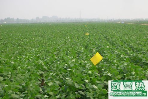 2017年種植什么最賺錢呢 三大種植趨勢分析