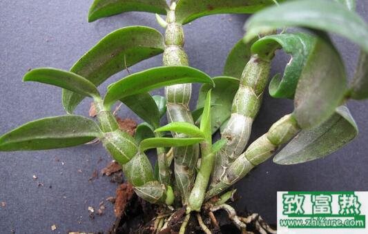 2017種石斛賺錢(qián)嗎？2017種石斛前景及市場(chǎng)價(jià)格行情分析