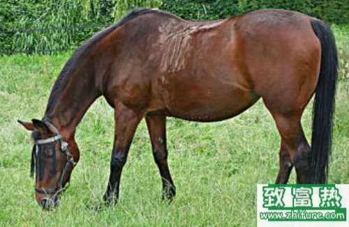 原來馬兒吃草也會得病？學習下青草病的治療方法吧