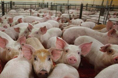 史上最全的豬場(chǎng)豬糞處理方法