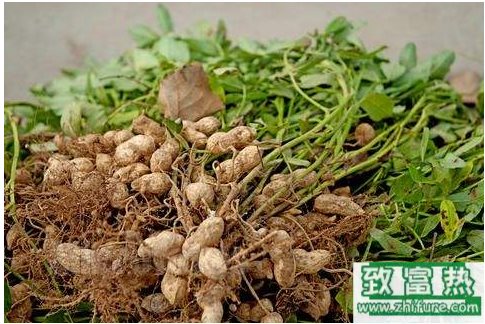 花生如何種植才能產量高？