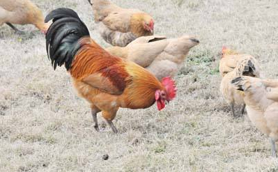 養(yǎng)雞到底賺錢嗎?現(xiàn)如今如何養(yǎng)雞賺錢?