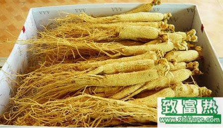 防治西洋參根結線蟲病的方法