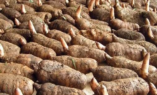 2017種植天麻的前景和市場價格行情