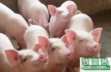 2017養豬還能賺錢嗎?那么養豬需要投資多少錢呢?