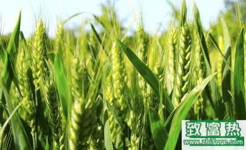春小麥最佳播種時間