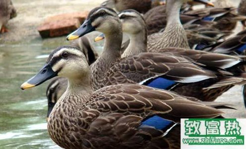 野鴨飼養(yǎng)大全