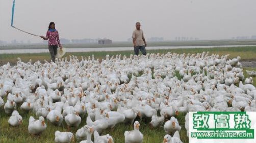 細算養一只鵝的成本分析