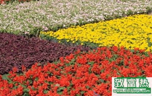 2017年什么種植項(xiàng)目更有前景