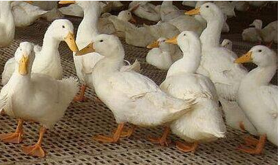 史上最全的鵝糞處理及利用