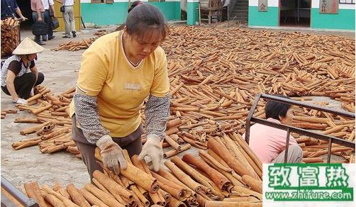 桂皮的采收加工技術(shù)