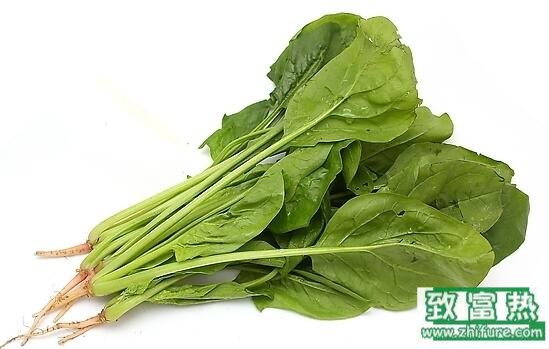 2017種菠菜賺錢嗎？2017種菠菜前景及市場價格行情分析