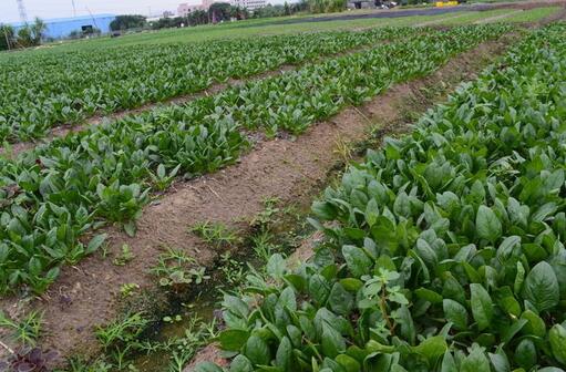 2017種菠菜賺錢嗎?2017種植菠菜的前景和市場價格行情