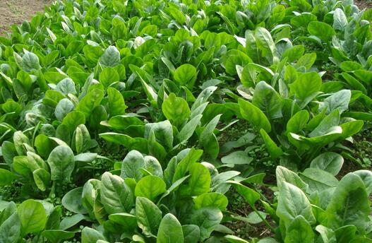菠菜的栽培技術